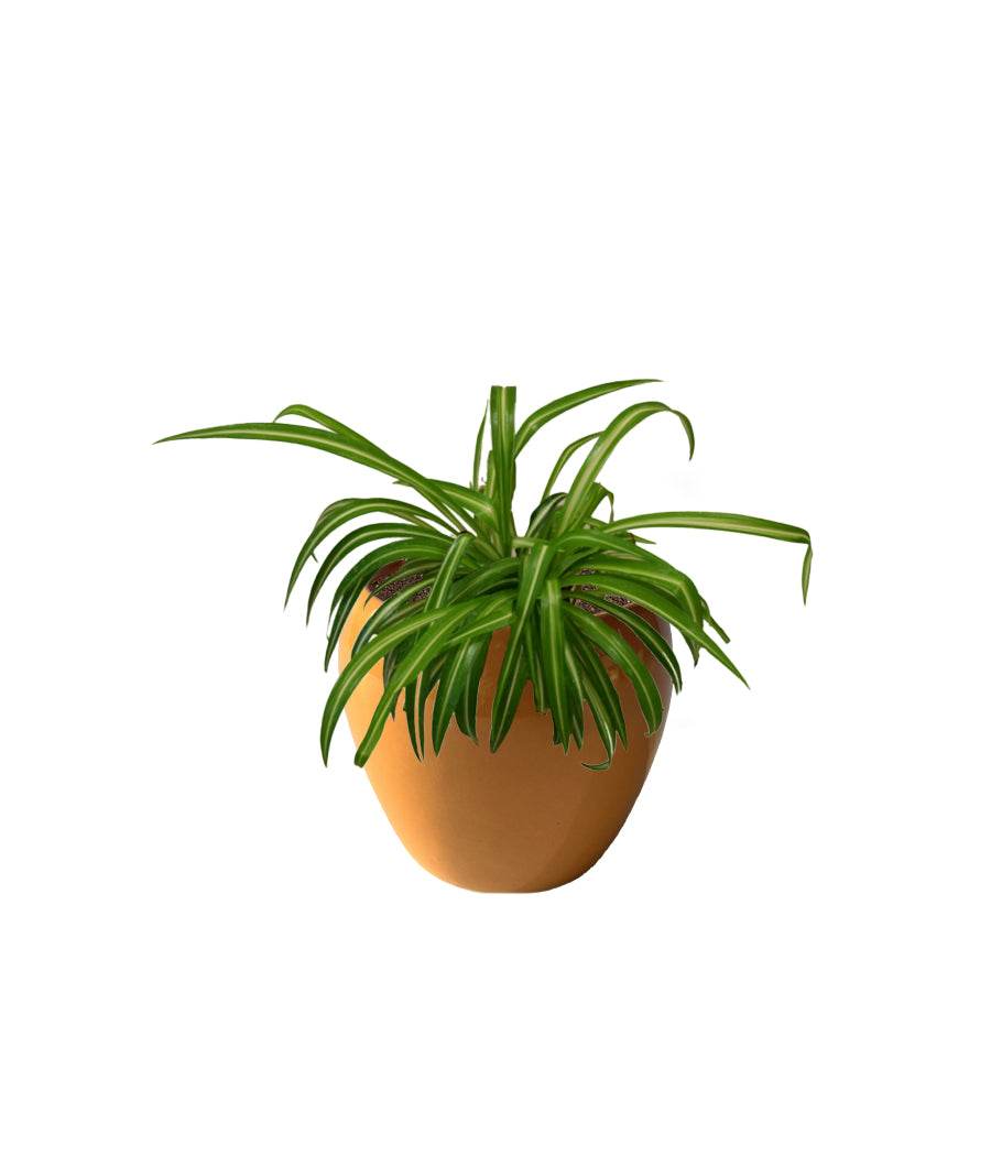 Spider Plant in Ceramic Planter