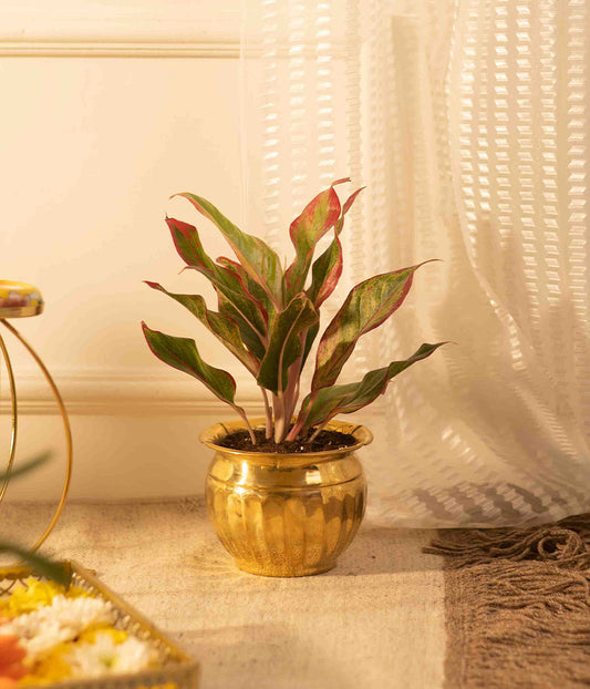 Aglaonema Pink In Little Brass Planter