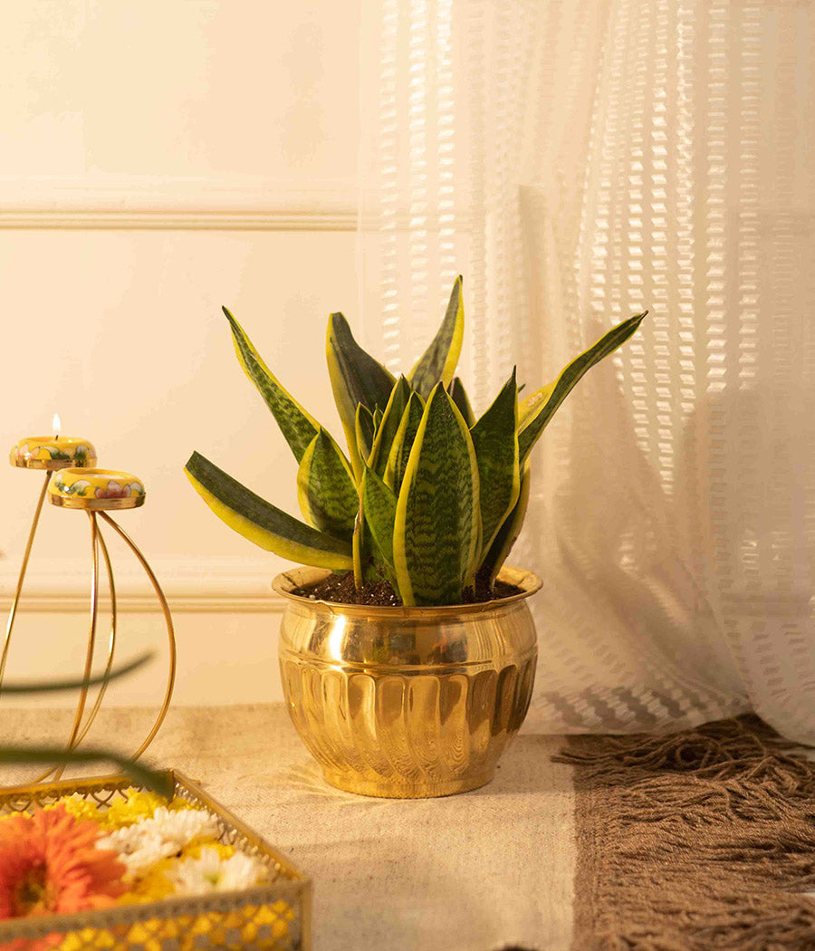 Sansevieria Plant in Small Brass Planter