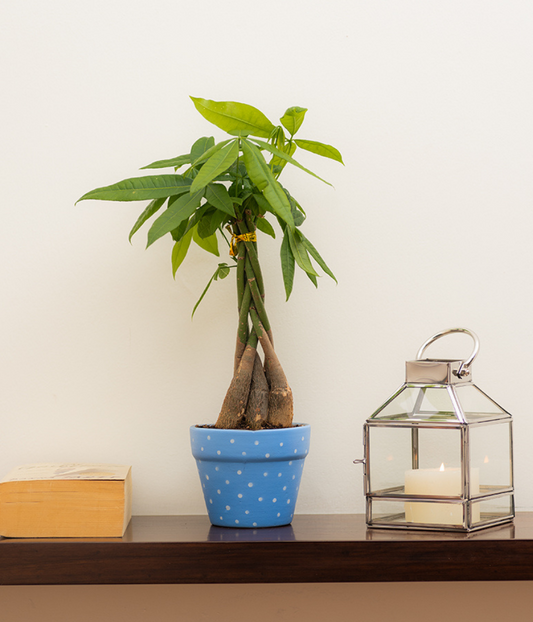 Blue Polka Ceramic Matte Pot