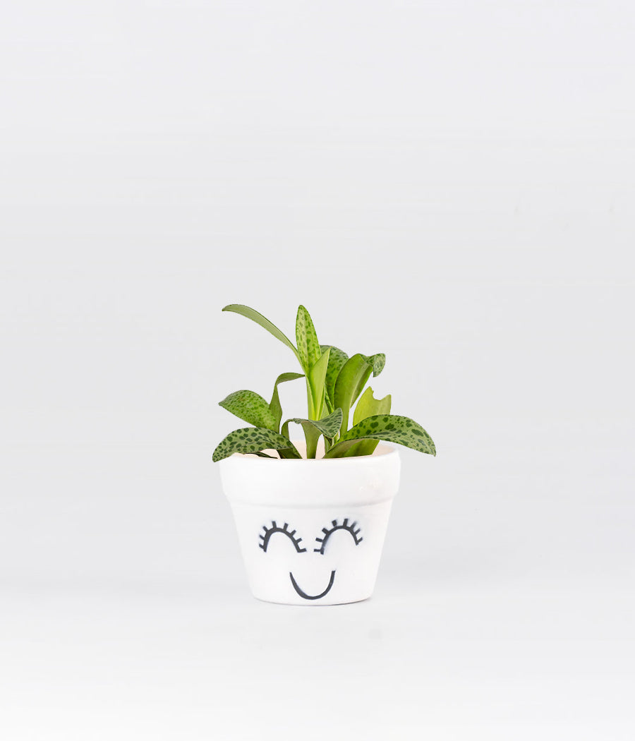Cecilia Plant With White Smile Pot