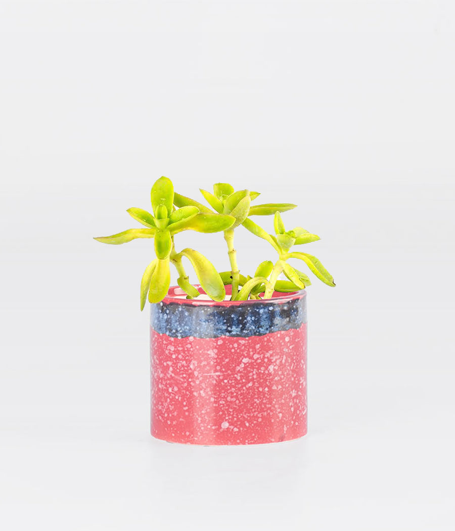 Echeveria Elegans Plant In Pink & Blue Glaze Planter