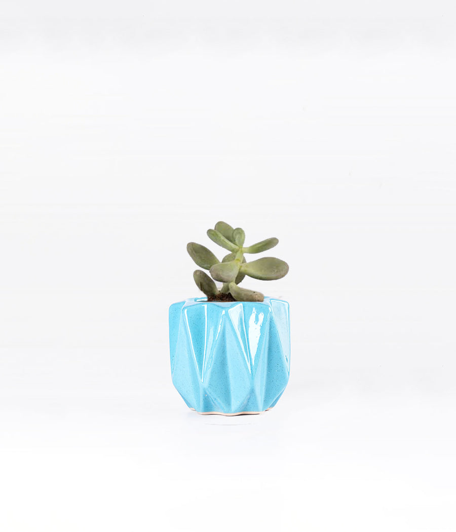 ECHEVERIA SUCCULENT PLANT IN BLUE PLANTER