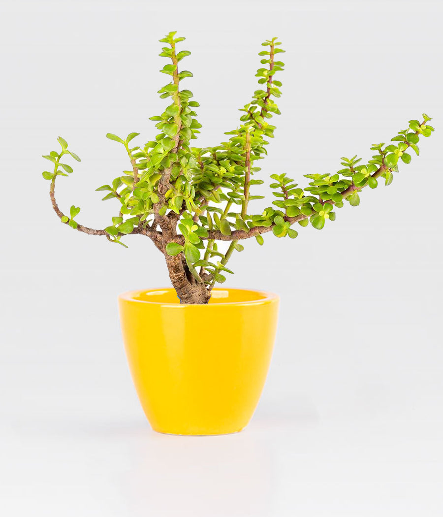 JADE PLANT IN Yellow ceramic pot