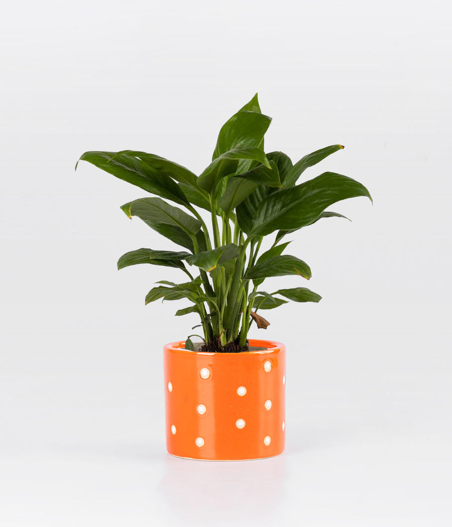 Peace lily - In Terracotta Pot