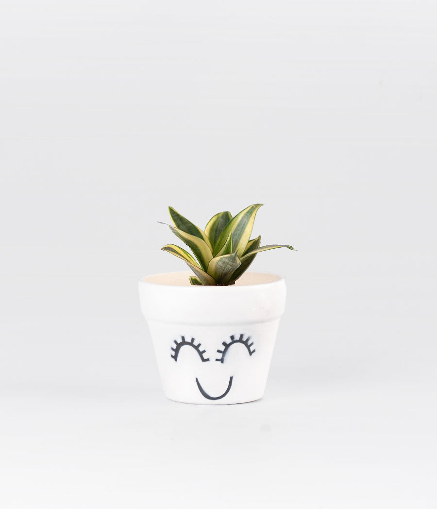 SANSEVIERIA GOLDEN PLANT IN WHITE SMILE PLANTER