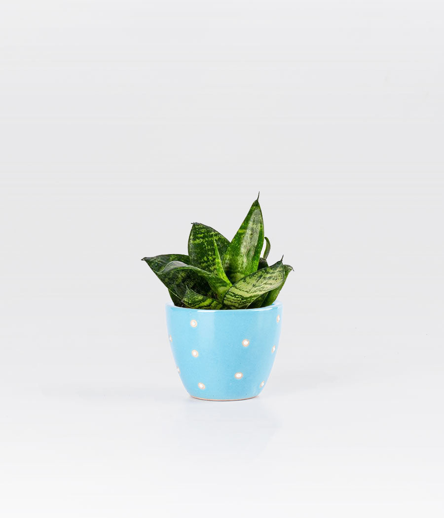 SANSEVIERIA GREEN HONEY WITH CUP SHAPED BLUE PLANTER
