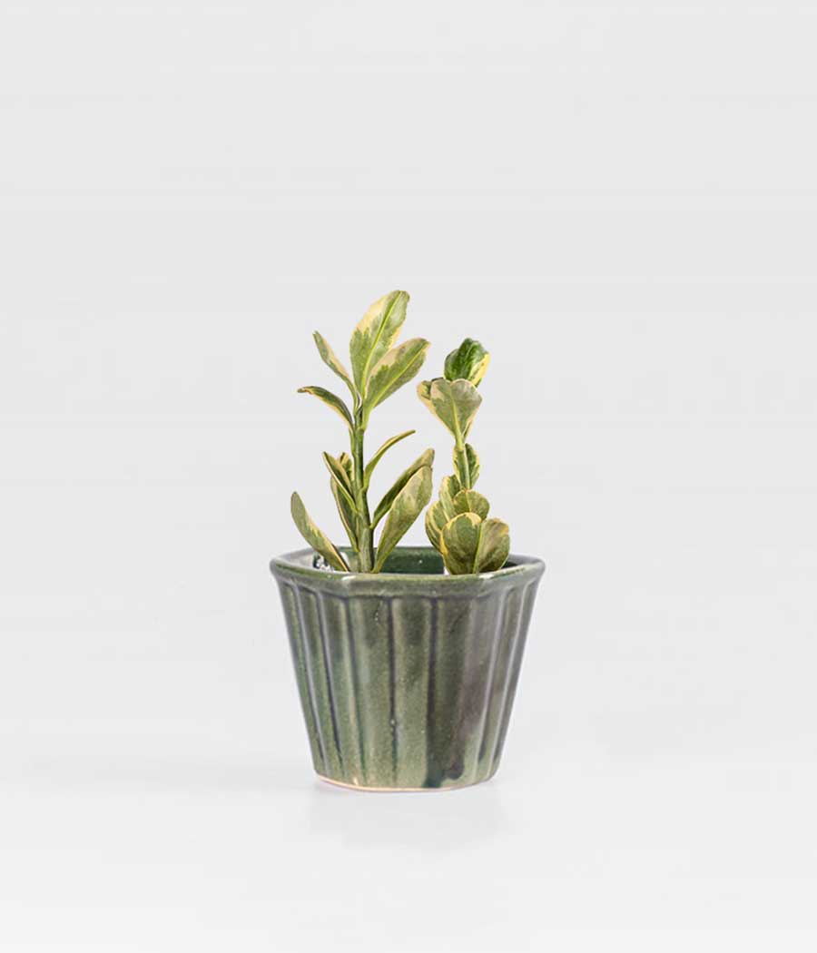 Pedilanthus Tithymaloides Plant In Pattern Hexagon Dark Green Planter