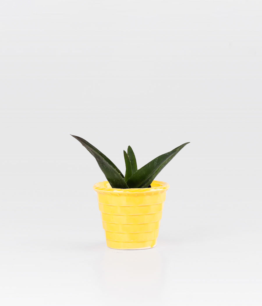 Aloe Vera Plant In Mini Yellow Pot With Rim