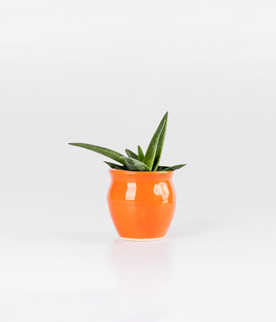 Aloevera Black Doran In Orange Ceramic Planter