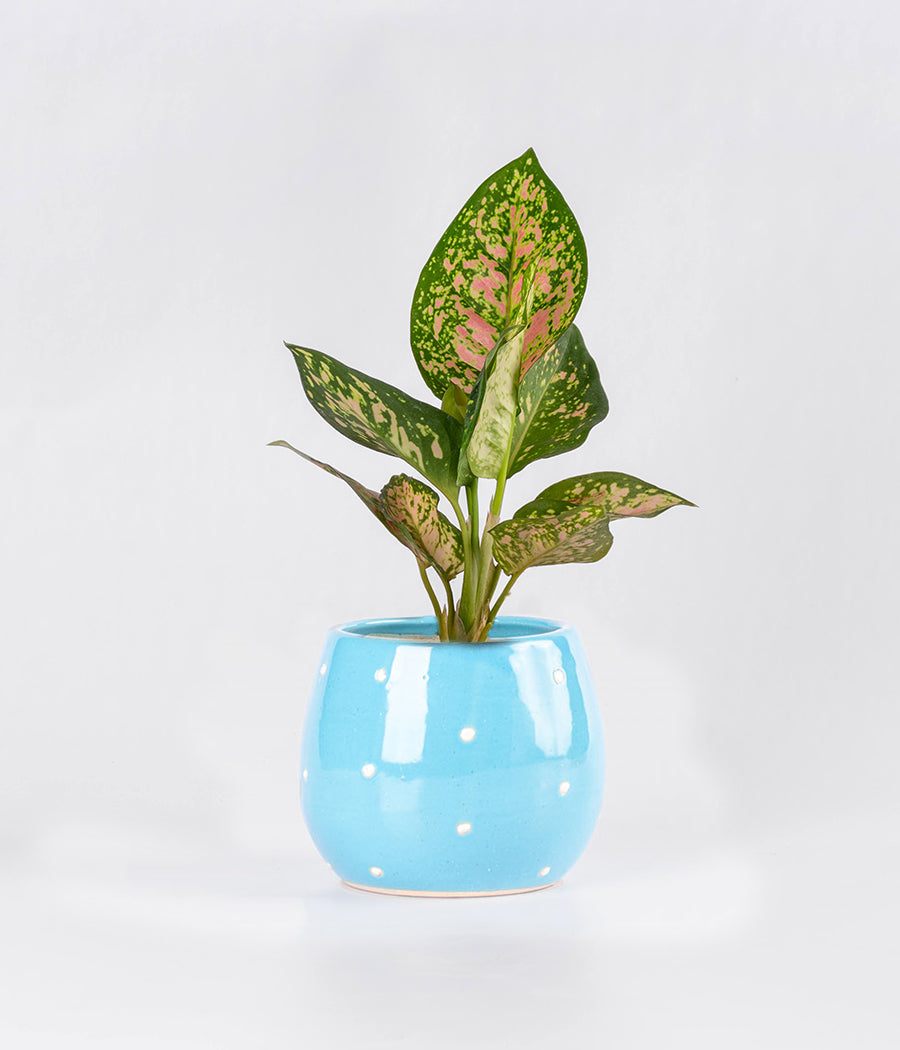 Aglaonema Pink Plant in Planter
