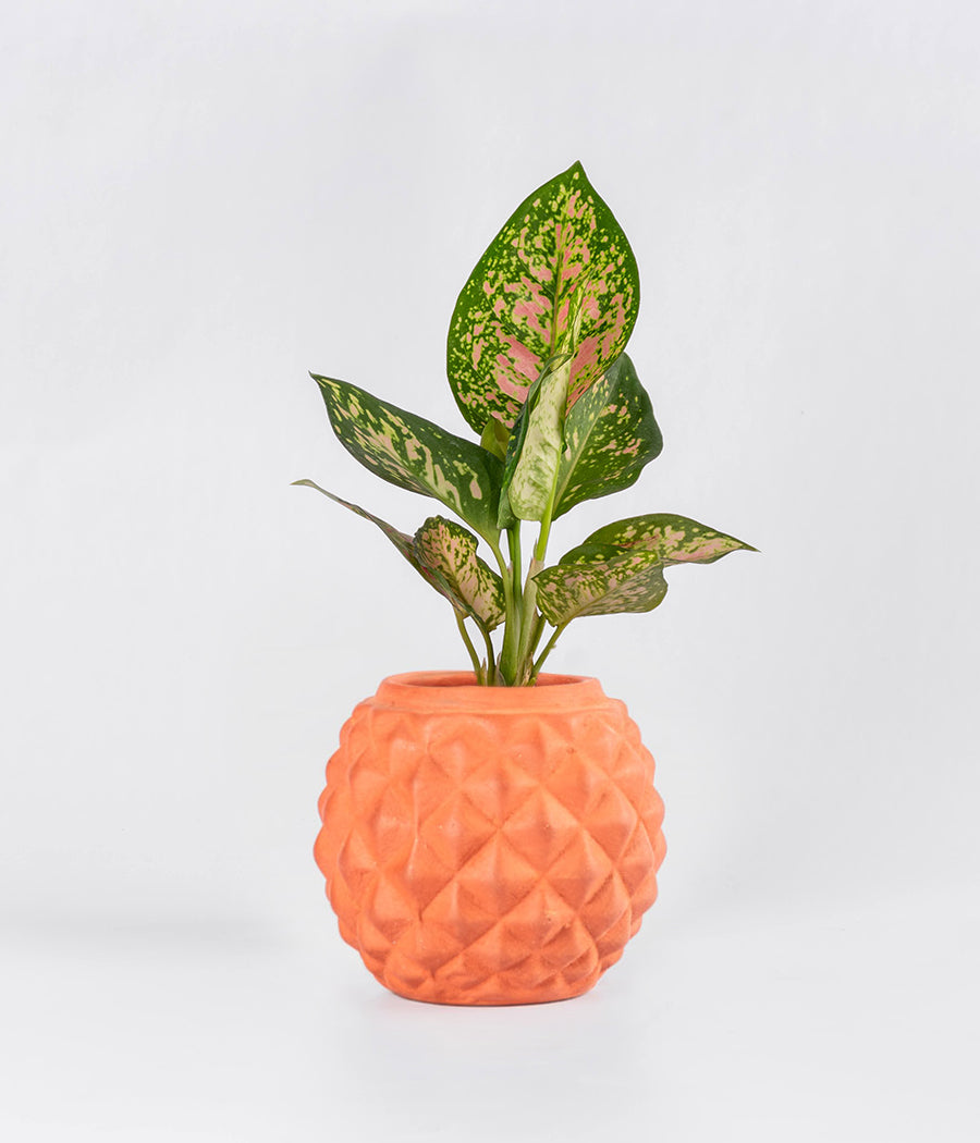 Aglaonema Pink Plant in terracotta Planter