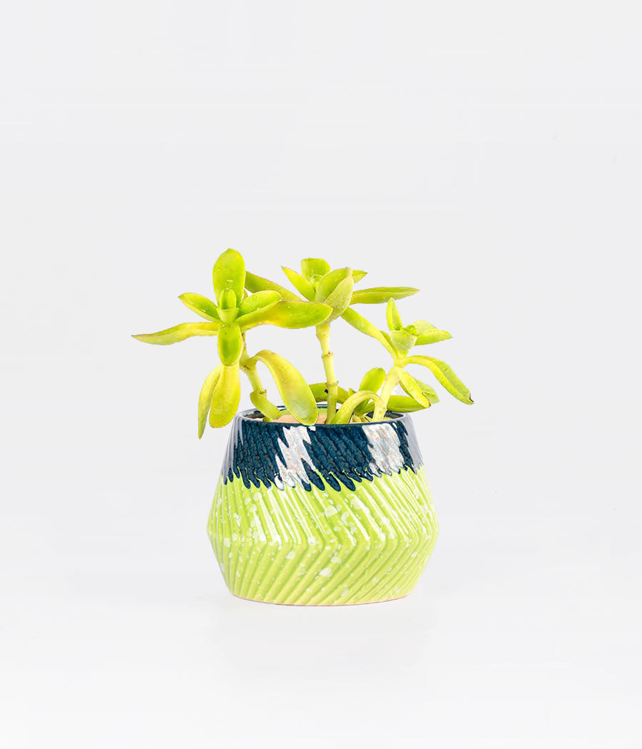 ECHEVERIA ELEGANS IN BLUE &amp; GREEN MINI PLANTER
