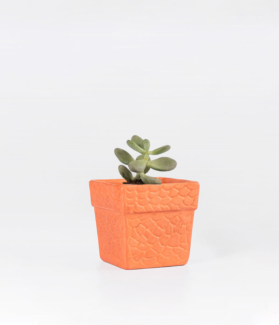 Echeveria Succulent Plant in Pot