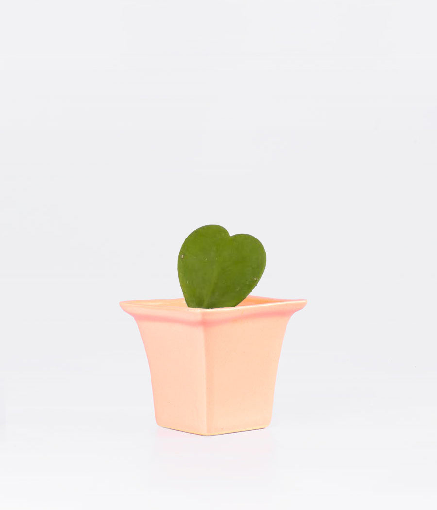 HOYA HEART PLANT IN Pink Colour Ceramic Planter