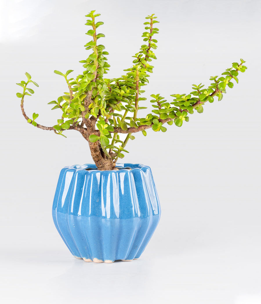JADE PLANT IN Sky blue ceramic pot