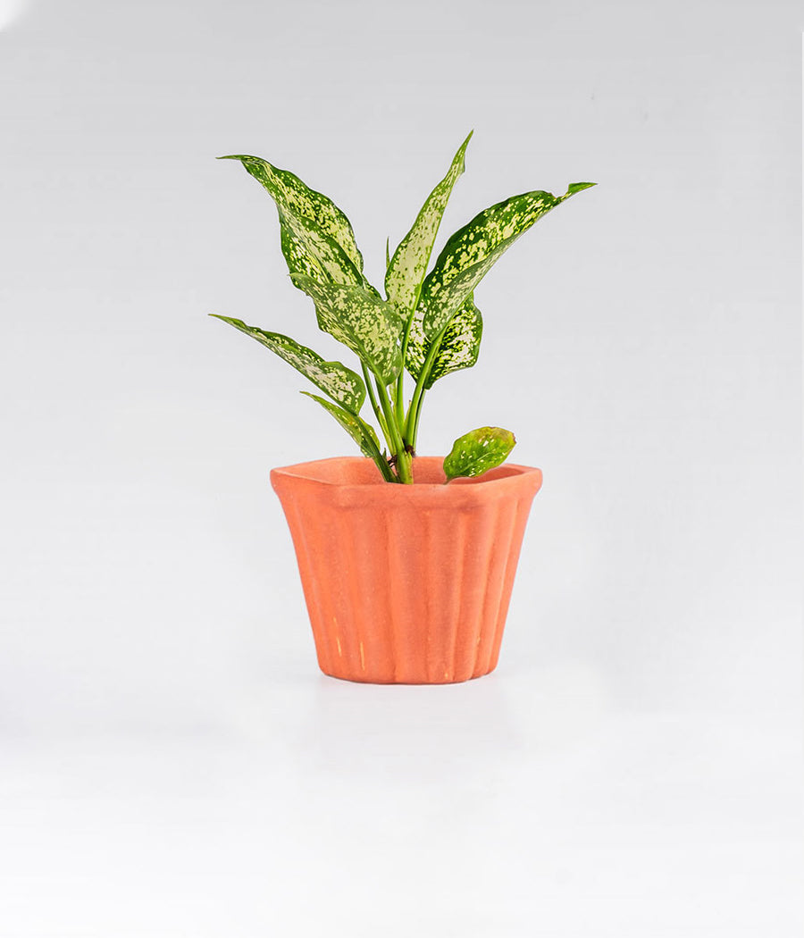 Aglaonema Snow White Plant in Clay Brown Planter