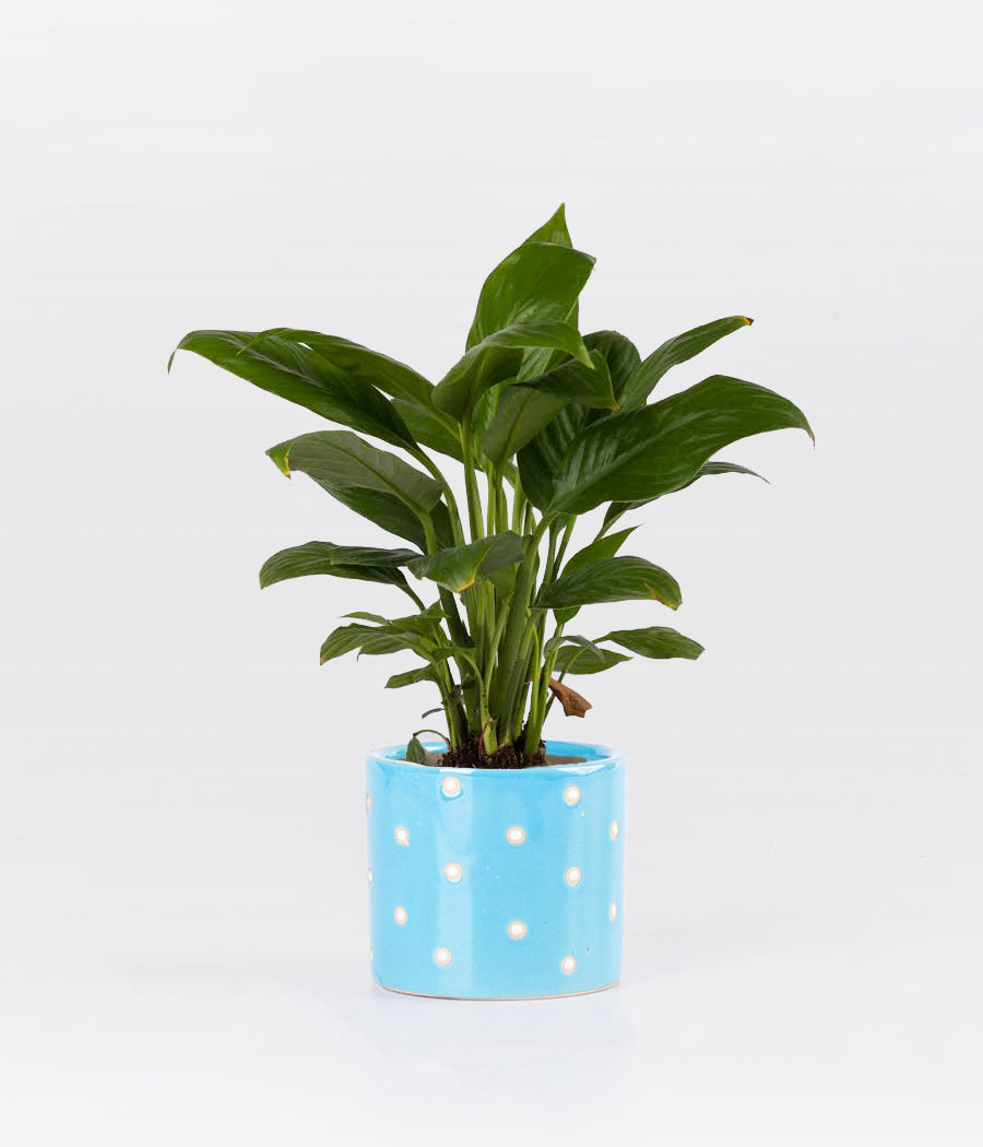 Peace Lily plant in Planter