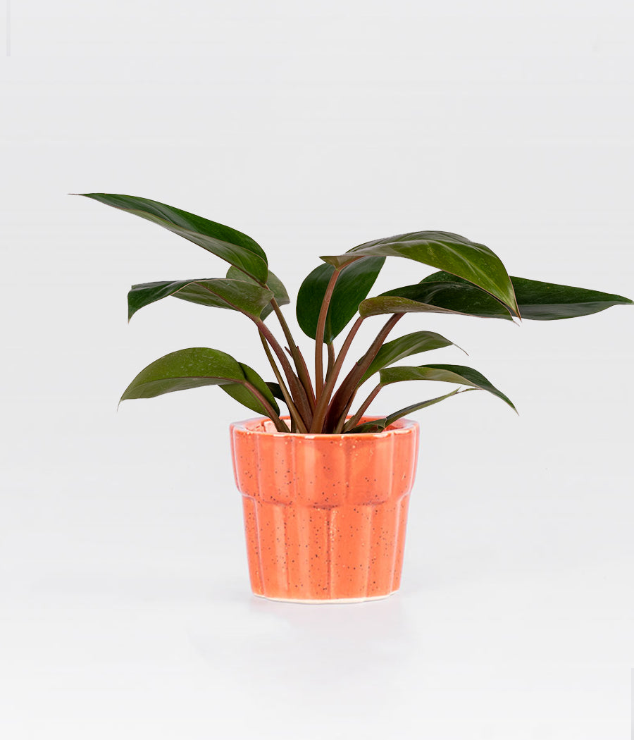 PHILODENDRON RED PLANT IN ORANGE