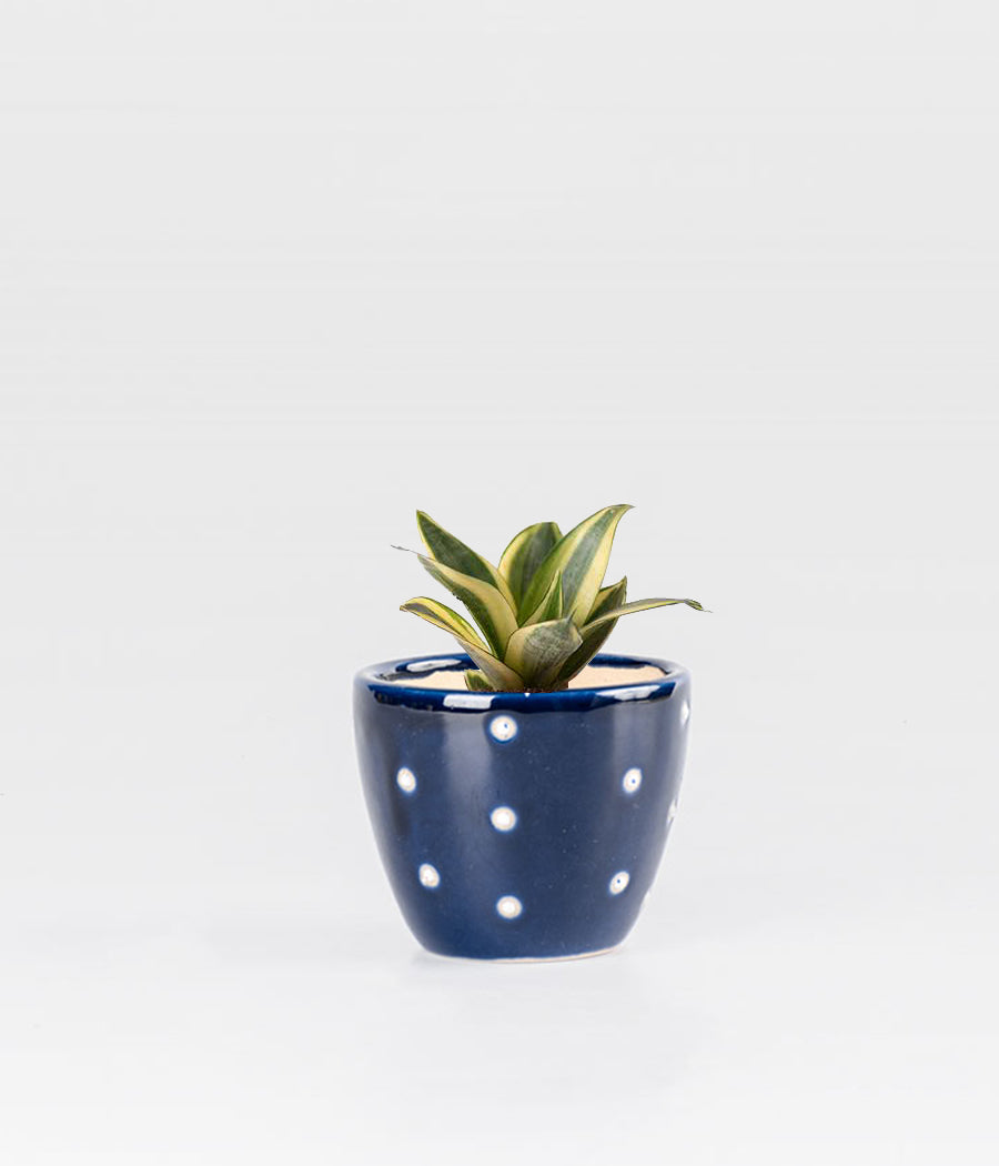 SANSEVIERIA GOLDEN PLANT IN DOTTED CERAMIC POT