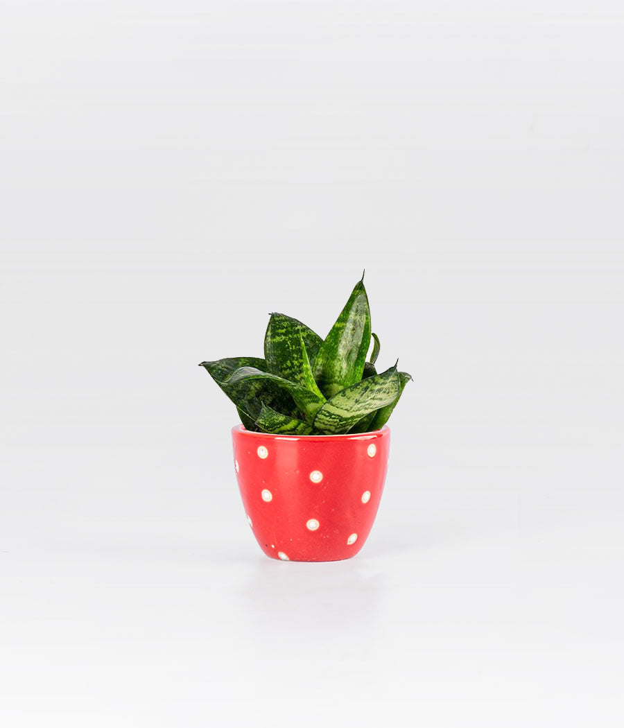 Sansevieria Green Hanni plant