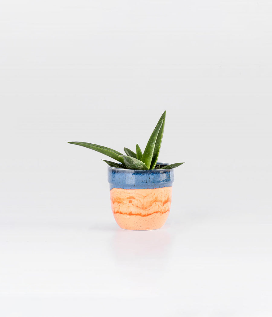 Aloevera Black Doran Plant with blue planter