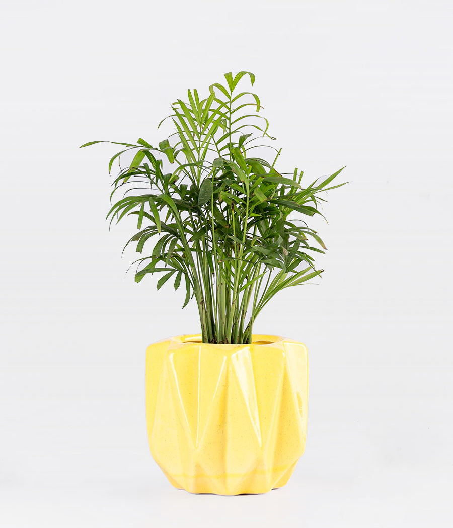 Chamaedorea Palm Plant In Pickle Yellow Planter