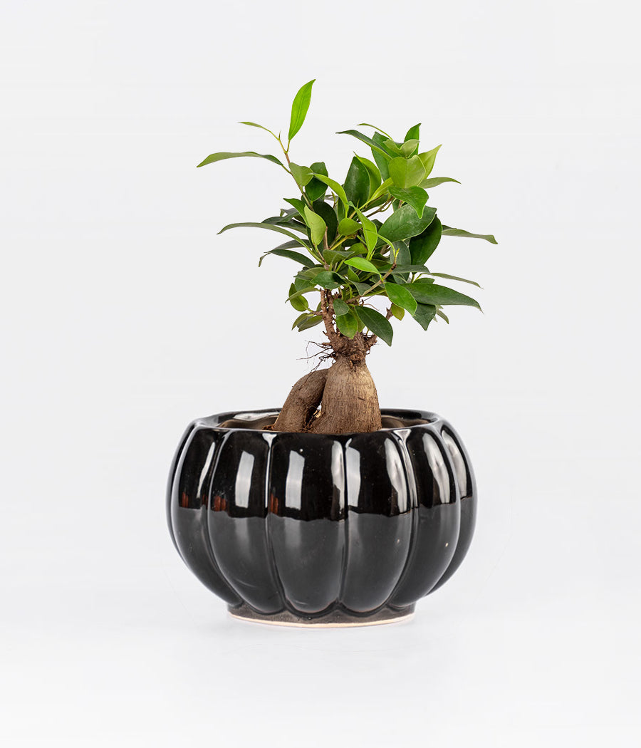 Ficus Bonsai