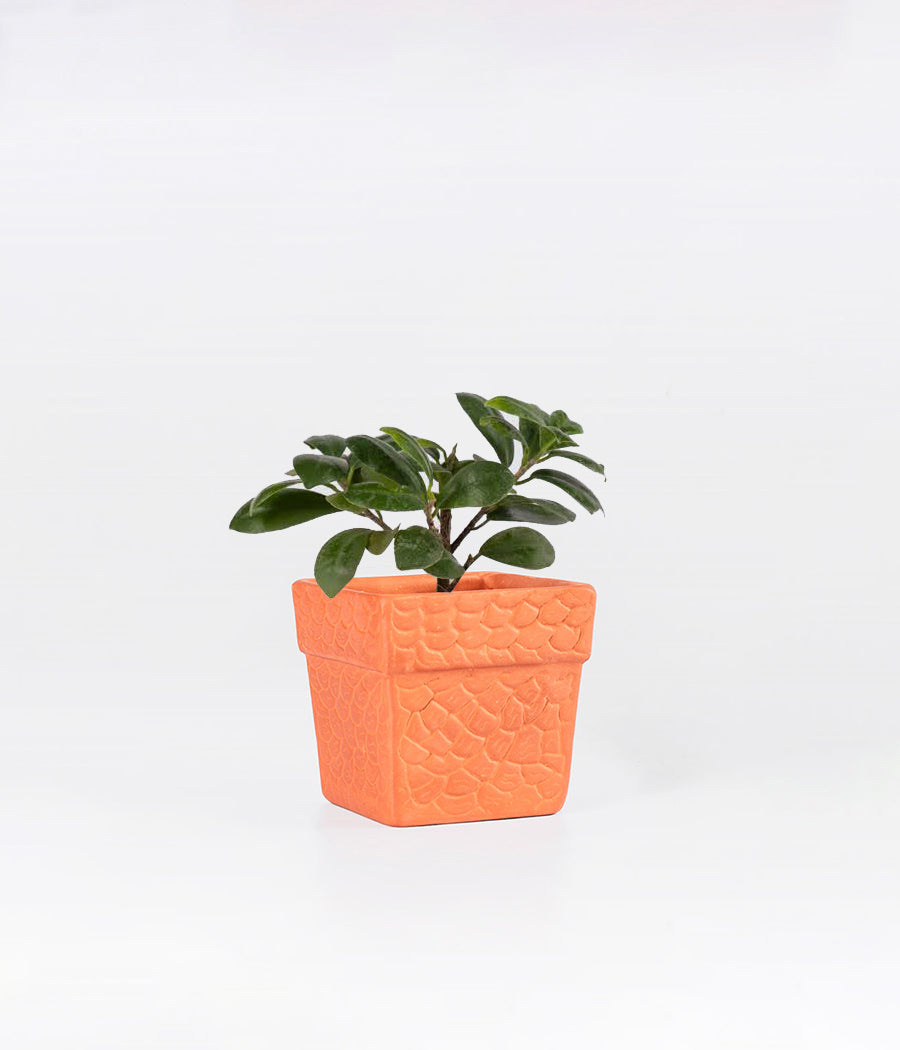 Ficus Compacta Plant in TerraCotta Planter