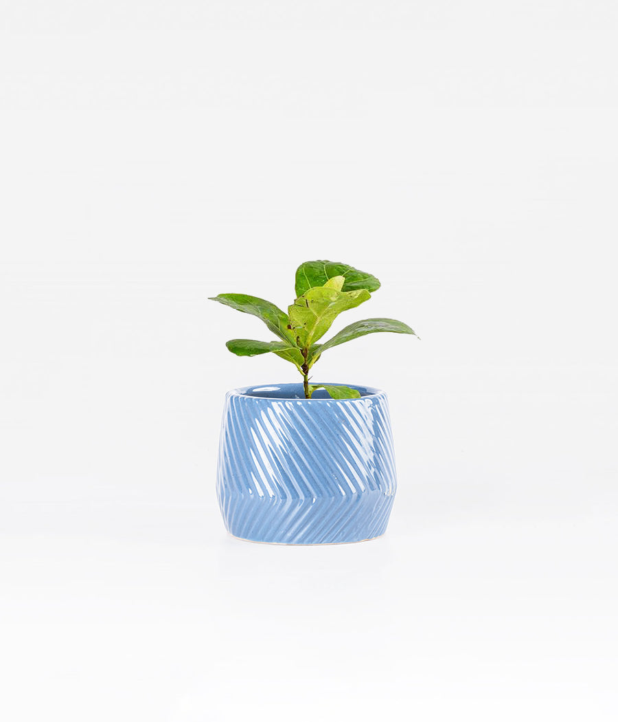 FICUS LYRATA PLANT IN Stripe Blue Ceramic Planter