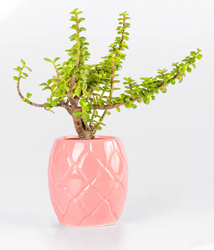 Jade Plant in Pink Diamond Planter