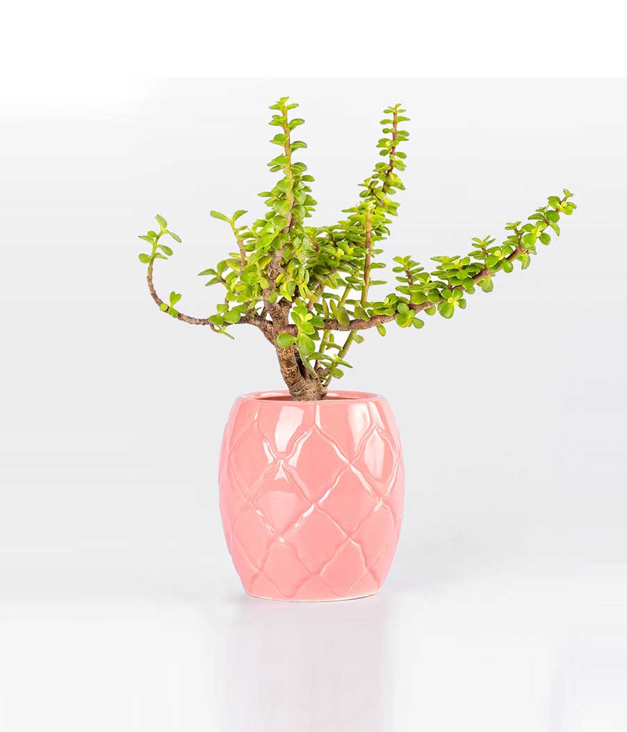 Jade Plant in Pink ceramic pot