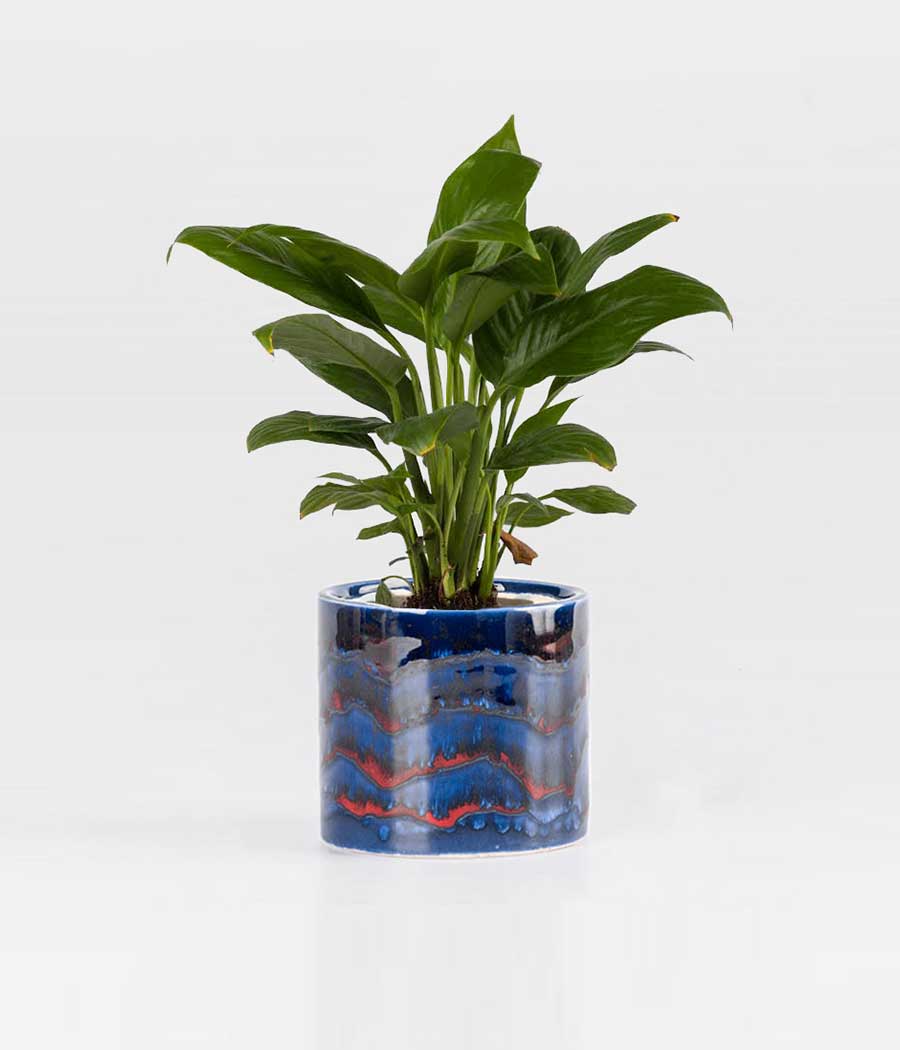 Peace Lily Plant In Dark Blue Designer Planter