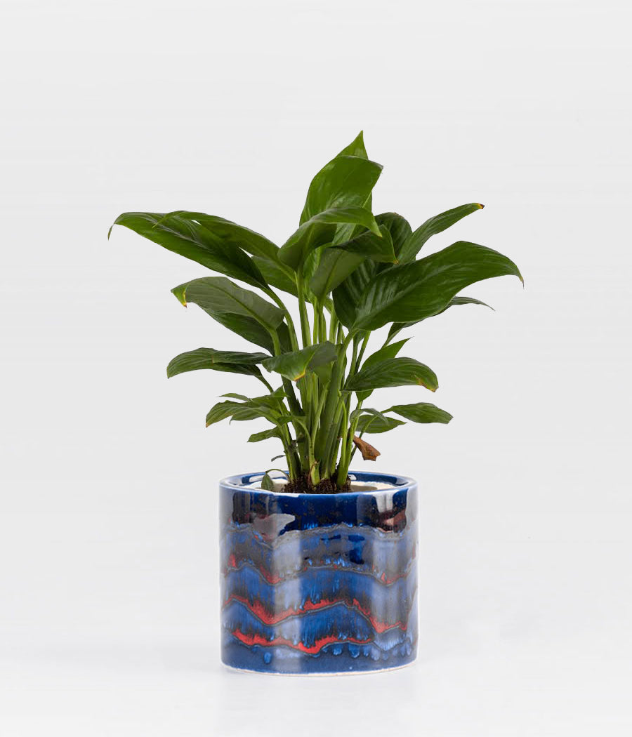 Peace lily - In Terracotta Pot