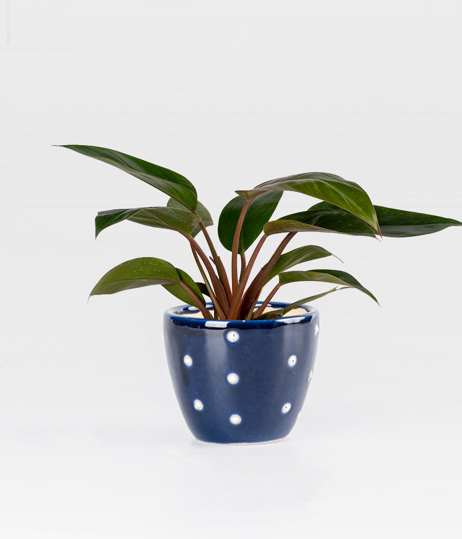 PHILODENDRON RED IN ROYAL BLUE PLANTER