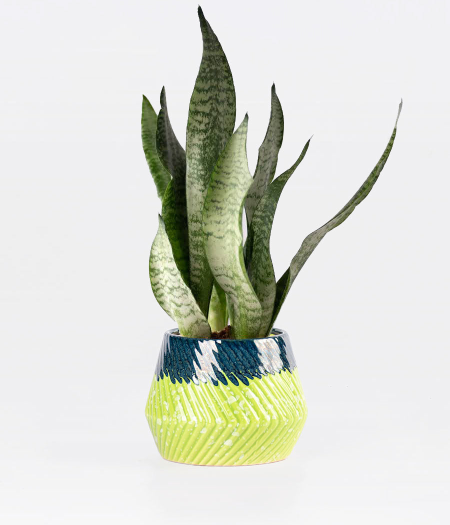 SANSEVIERIA SEAFOAM (SNAKE PLANT) IN BLUE &amp; GREEN MINI PLANTER