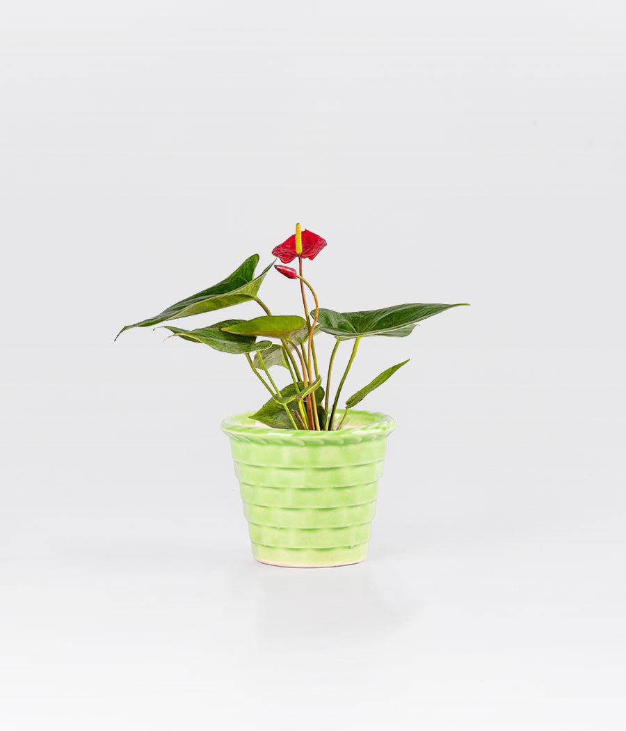 Anthurium Red Plant In Mini Green Pot
