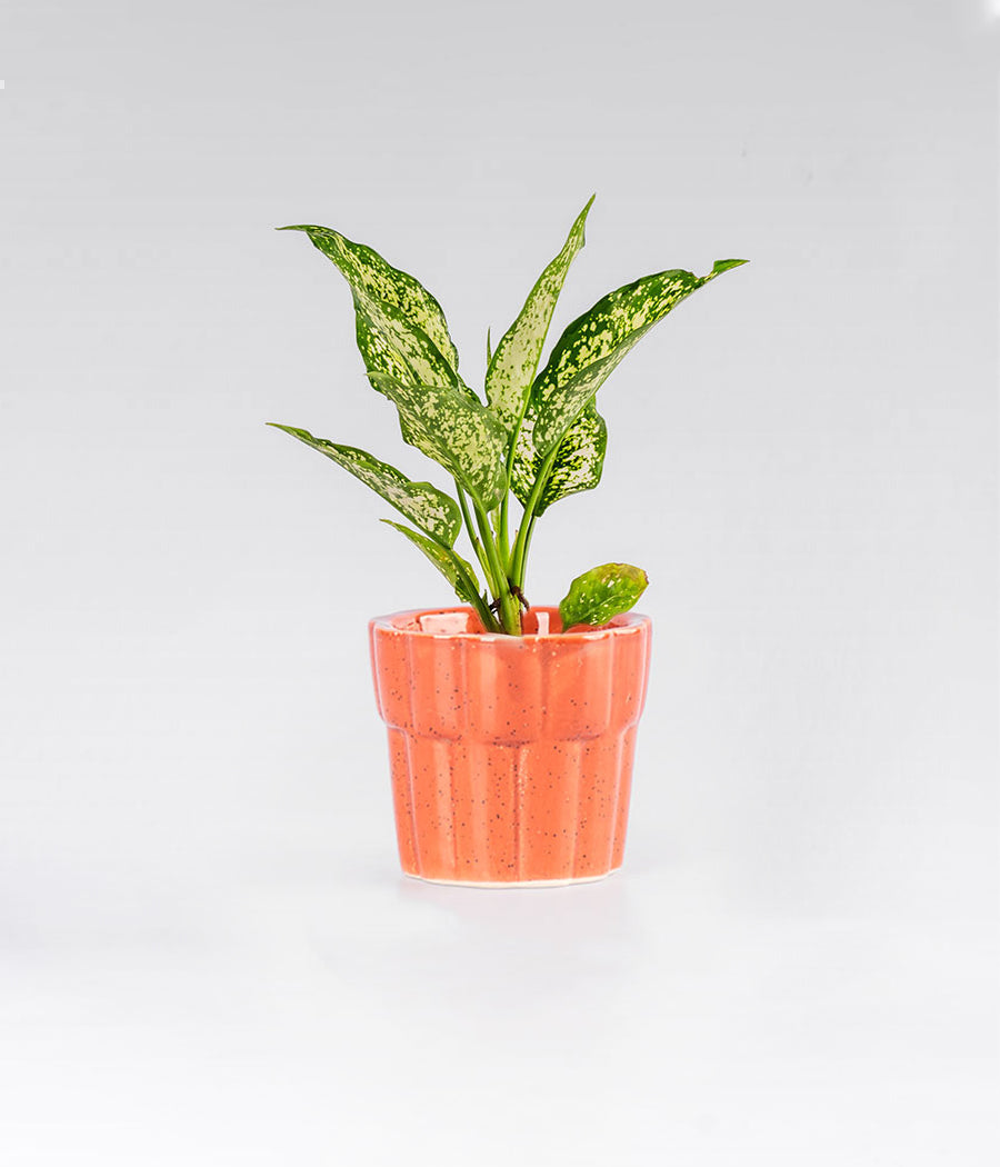 Aglaonema Snow White Plant with Ceramic Pot