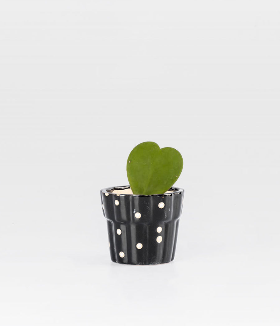 HOYA HEART PLANT IN BLACK DOTTED Ceramic Pot