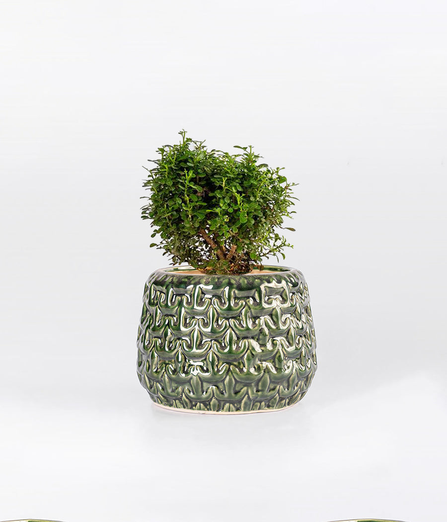 KAMINI TABLE IN ANCHOR DESIGN GREEN PLANTER