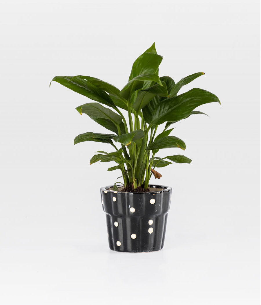 Peace lily Plant In Pot