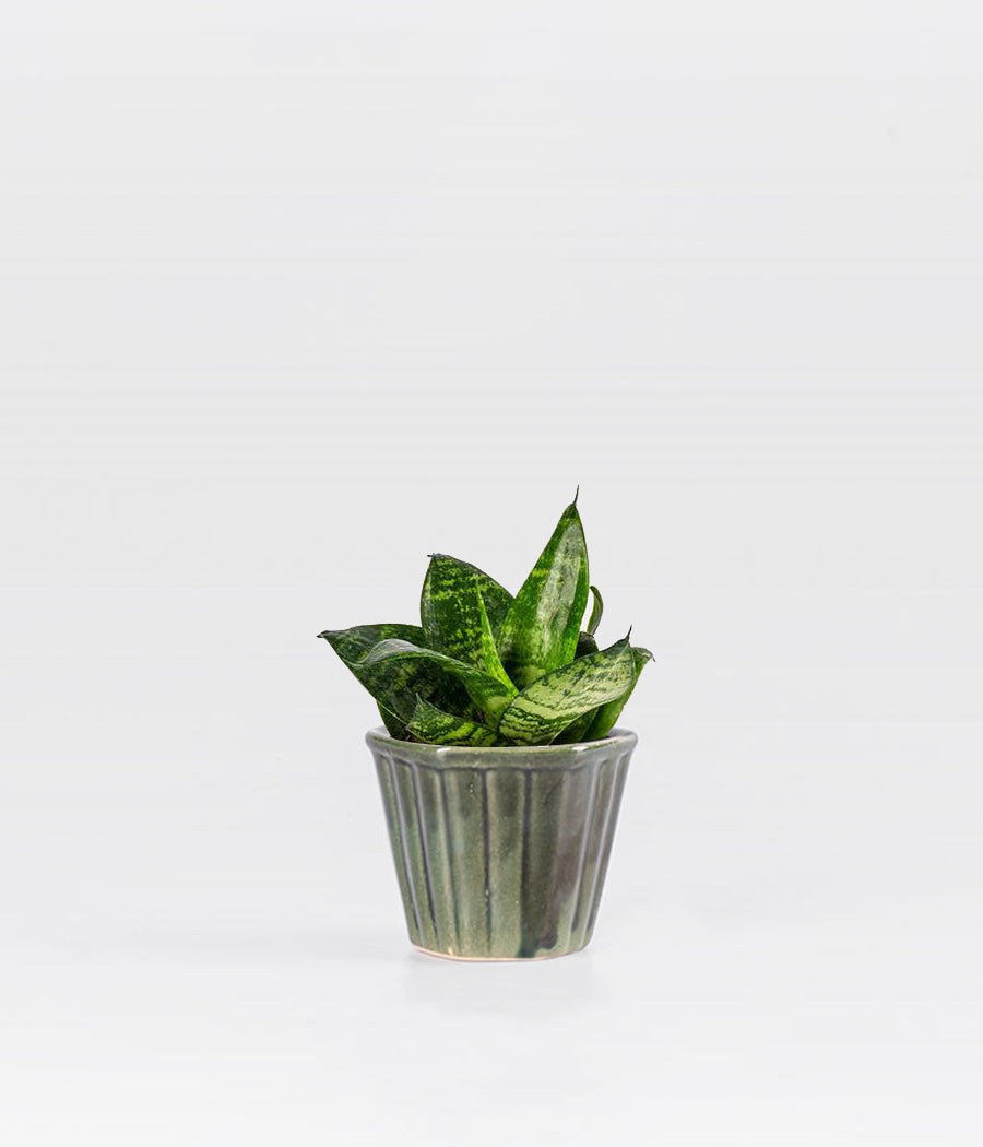 Sansevieria Green Hanni plant