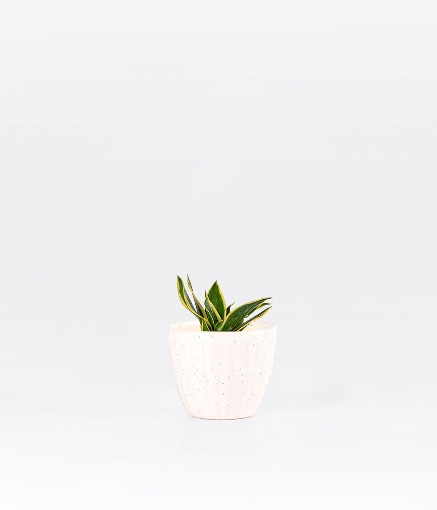 Sansevieria Lotus Plant In White Ceramic Planter