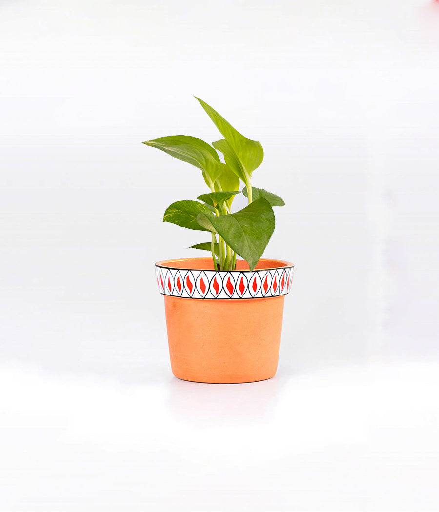 Money Plant in Planter