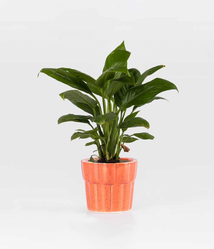 Peace Lily plant With Pot