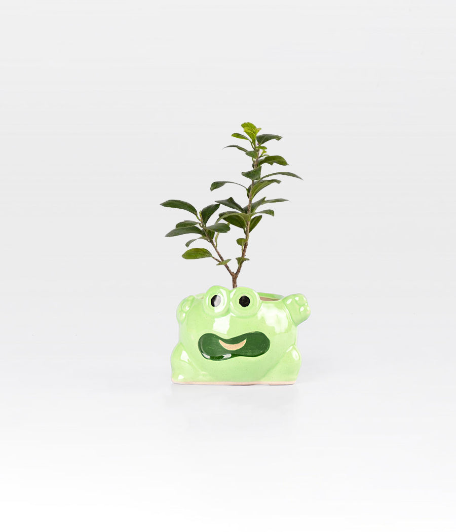 Buy Ficus Compacta Plant in Green Frog Planter