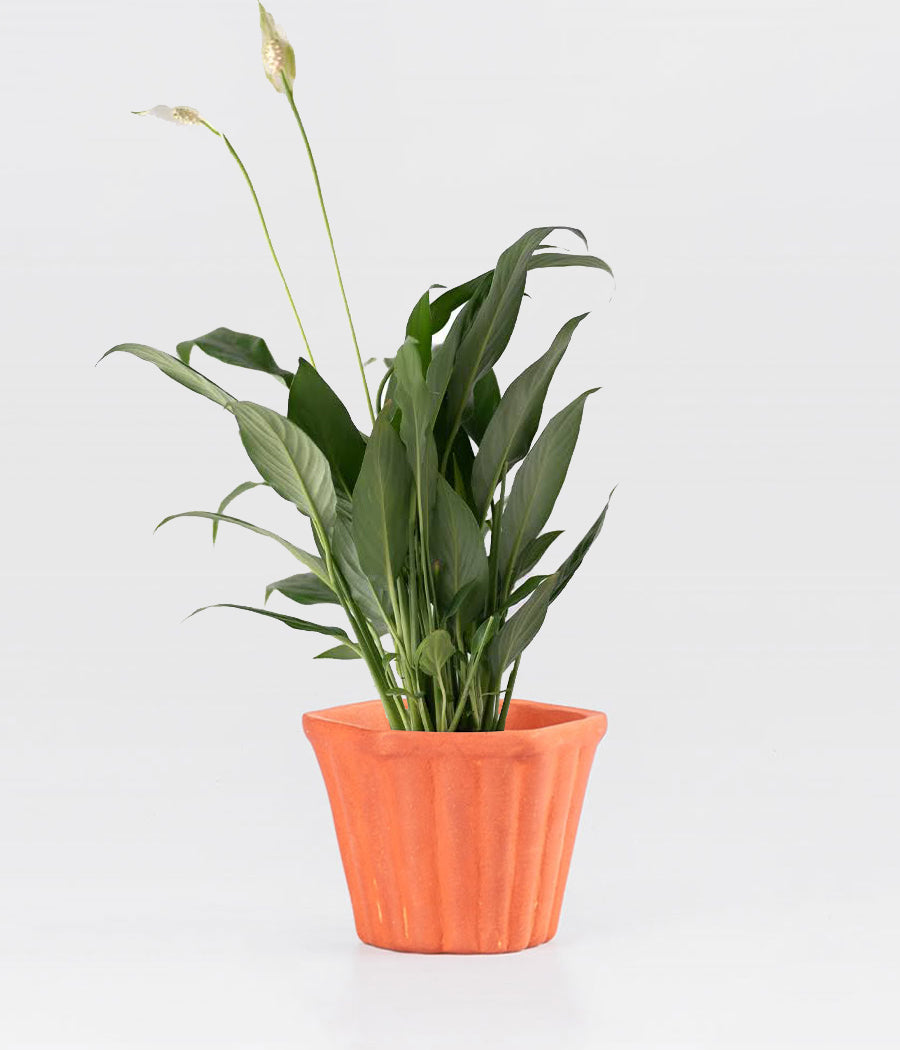 PEACE LILY Plant in Clay Brown Pot