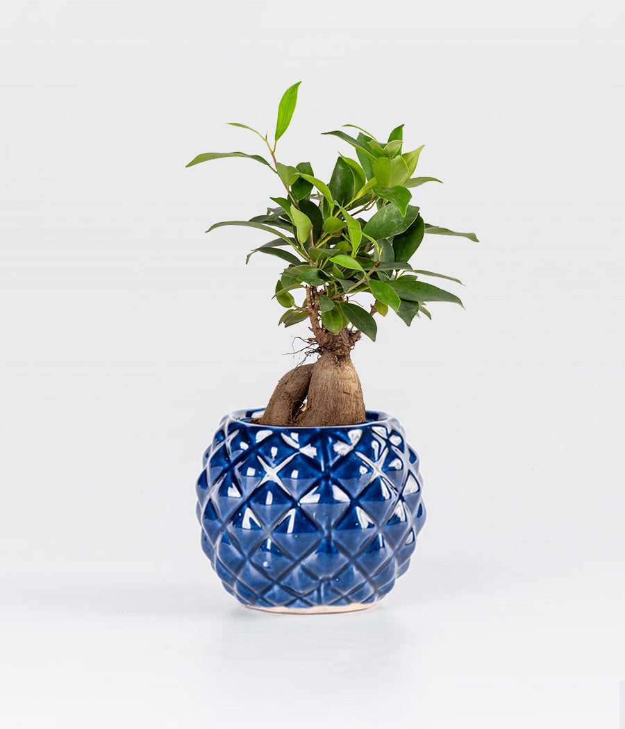 Ficus Bonsai in Mini Pineapple Shaped Ceramic Dark Blue Pot