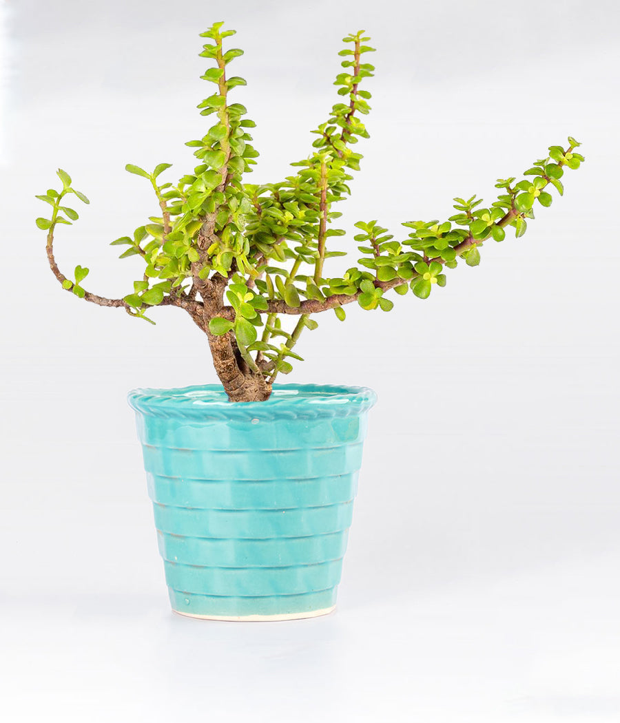 Buy Jade Plant In Blue Ceramic Planter Indoor Plants Online Aravalii