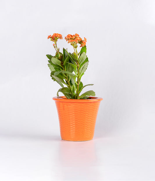 Kalanchoe Plant in ceramic planter
